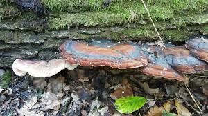 Image result for Ischnoderma resinosum