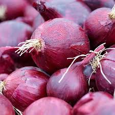 When planted in the summer, red baron can be harvested in the early fall as a scallion. Onion Red Baron Allium Cepa De Bolster Organic Seeds