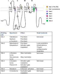 Image result for Sodium Channel Blocker