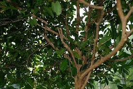 Image result for Syzygium rowlandii