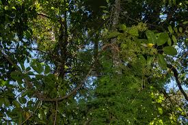 Image result for Astropanax goetzenii