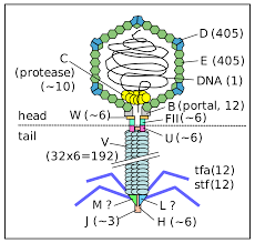 Jun 24, 2021 · latin america coronavirus lambda variant spreads across latin america. File Phage Lambda Virion Svg Wikipedia