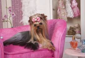 We handpicked these dog flower names by digging through our giant rover.com database of dog names nationwide. Female Dog Names What Are The Meanings Of Common Female Dog Names
