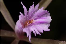 Image result for Nervilia petraea