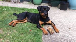 Black And Tan Coonhound Mixed With Rottweiler 15 Great Rottweiler Mixes Rottie Mixed Breeds For The Win Rottweiler Mix Rottweiler Doberman Mix