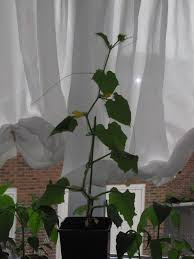 We did not find results for: Cucumber Plants Wilting In Greenhouse But Fine Indoors Gardening Landscaping Stack Exchange