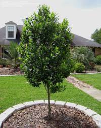 Carolina Cherry Laurel Compacta Prunus Caroliniana Between The Window And Address Sign Carolina Cherry Laurel Shrubs For Landscaping Backyard Plants