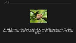 カシワ Youtube