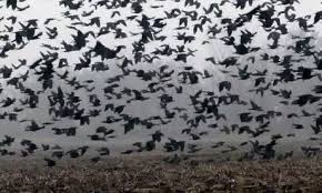 We did not find results for: Why Do I Keep Seeing Black Crows In My Backyard And In My Front Yard Quora