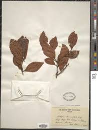 Image result for Scolopia rhamniphylla