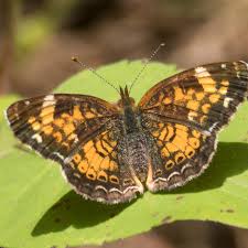 Image result for Mostuea batesii