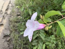 Image result for Craibia grandiflora