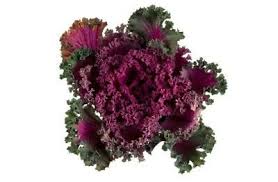 They are slightly bitter, though are often used as a garnish. Flowers That Look Like Cabbage Heads Ornamental Cabbage Ornamental Kale Ornamental Plants