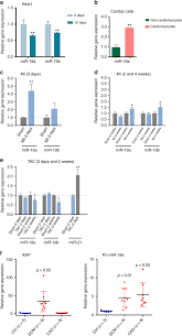 The abdominal muscles are shown in red, it is very easy to see from this diagram how a six pack is made, and also why some people have an eight pack. Therapeutic Role Of Mir 19a 19b In Cardiac Regeneration And Protection From Myocardial Infarction Nature Communications