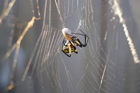 50m two asians, one creampie. 4 Tips For Photographing Bugs And Insects