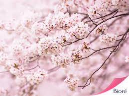 Keindahan bunga adalah keindahan hakiki yang tidak akan pernah mati, karena ciptaan tuhan emang yang paling indah bukan ? Women S World Twitter àªªàª° Lambang Keindahan Jepang Bunga Sakura Di Sana Bnyk Produk Tema Sakura Utk Mengingatkan Bahwa Hidup Ini Indah Http T Co Tdxnd7vjvv