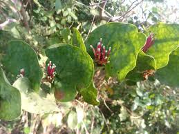 Image result for Tapinanthus