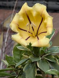 Image result for Ammocharis baumii