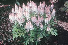 Tiarella Pink Skyrocket Pp 13382 Plants Shade Garden Shade Plants