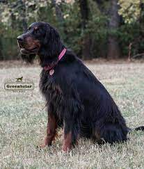 We did not find results for: Gordon Setter Puppies For Sale In Texas Greenbriar Gun Dogs