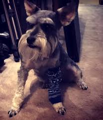 Just 30 minutes north of houston, tx! Miniature Schnauzer Rehoming And Adoption Pet Adoptions Network