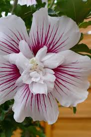 Image result for Hibiscus syriacus ´Pink Chiffon