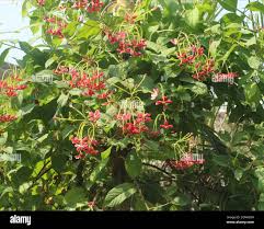 Image result for Combretum indicum