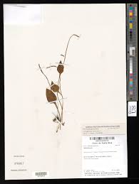 Image result for Ophioglossum reticulatum