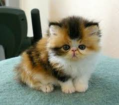 Pin On Cute