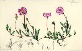 Image result for Lampranthus spp.