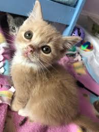 Find out about fostering cats from battersea to provide a safe and calm temporary home for our cats. I Told Myself I Was Just Going To Look At The Kittens In Foster Near Me Then I Saw Him Cats