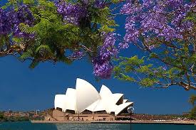 Jacaranda Tree And Sydney Opera House Jacaranda Tree Selling Art Online Photo Tree