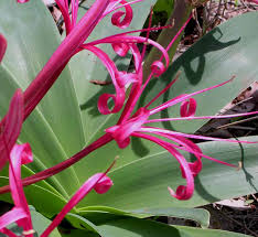 Image result for Ammocharis tinneana