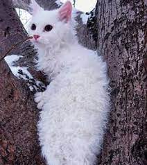 Curly Hair Kitty The Laperm