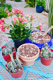 Cacti are some of my favorite types of plants to grow inside all year and outside in summer. Homemade Soil Mix For Pots Succulent And Cactus Mix