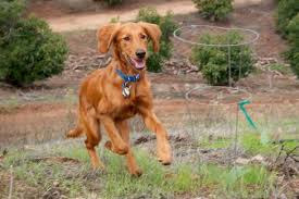 1,677 likes · 6 talking about this. Golden Retriever Irish Setter Hybrid Dog Irish Setter Dogs Hybrid Dogs Dog Friends