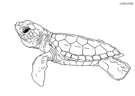 Kids can practice coloring animals they know or heard about and learn more about them through fun coloring activity. Zoo Animals Coloring Pages Free Printable Zoo Coloring Sheets