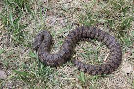 Diamondback Water Snake Texas Water Snake Water