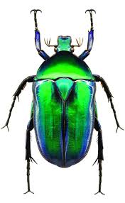 Rhomborrhina Resplendens Insekten Kafer Insekt Tiere