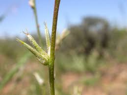 Image result for Sericorema sericea