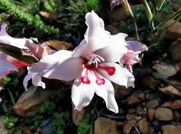 Image result for Gladiolus microspicatus
