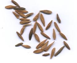 Image result for Strophanthus