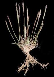 Image result for Tripogon