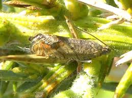 Image result for Cydia microgrammana