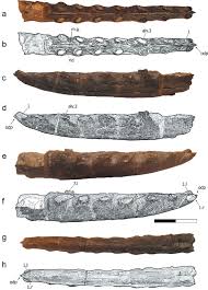 Our faculty work to resolve key issues faced by our civilization, which are addressed through our research, teaching, and in our community outreach. Dentary Symphysis Of Smns 56 628 Targaryendraco Wiedenrothi Gen Nov Download Scientific Diagram