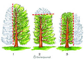 Eibe Schneiden Schnittanleitung Mit Illustrationen Und Video In 2020 Eibe Schneiden Eibe Thuja Hecke