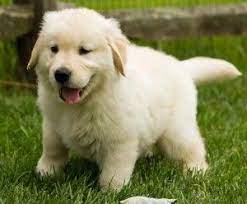See what to expect when you choose this majestic breed. Beautiful Pair Of Golden Retrievr Pupppies For Free Adoption Annapolis Md Asnclassifieds Female Golden Retriever Labrador Retriever Golden Retriever