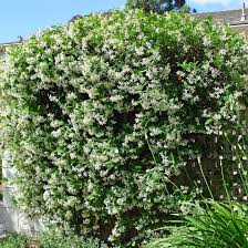 Image result for Jasminum meyeri-johannis