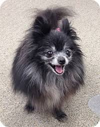 We operate solely on private donations, adoption fees, and fundraising events. Richmond Va Pomeranian Meet Pippa A Dog For Adoption Dog Adoption Pomeranian For Adoption Pomeranian