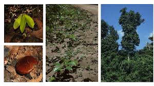 Image result for Gilbertiodendron